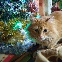 2 января - кошачий Новый год :: Нина Синица