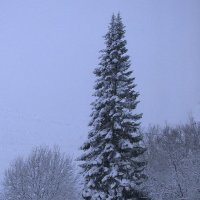 Пихта в снегу :: Людмила Смородинская