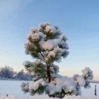 Сосенка в снегу :: Вера Щукина