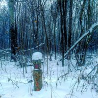 Квартальный столб в лесу :: Денис Геранькин