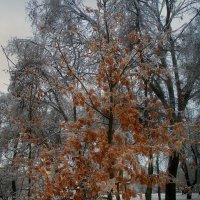 Ледяной дождь :: Роман Савоцкий