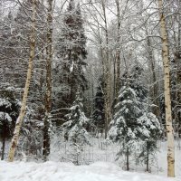 В зимнем лесу :: ТаБу 