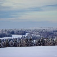Лес...«Под снежным покрывалом января» :: Александр Гладких