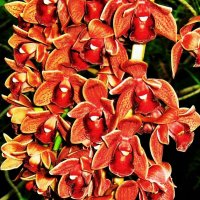Часть ветки цветущей орхидеи :: Aida10 
