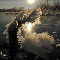 На льду! :: Владимир Шошин