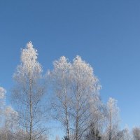 Красота зимнего леса :: Людмила Смородинская