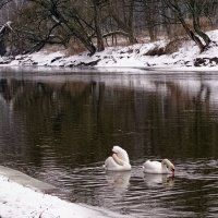 редкие гости.... :: Владимир Матва