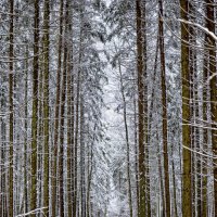 in the forest :: Zinovi Seniak