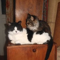 Два кота на хлебнице :: Наталья 