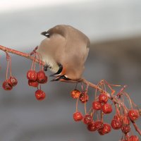 Найду самую лучшую :: Светлана Медведева 