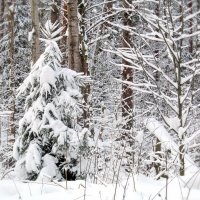 В зимнем лесу :: Ольга Елисеева