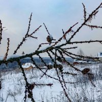 Фото :: Мария Яковлева