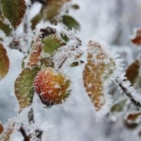 Зимний натюрморт. :: Восковых Анна Васильевна 