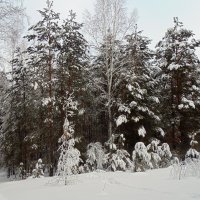 Новогодняя сказка в лесу. :: Мила Бовкун