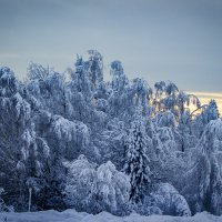 Под снежным покрывалом :: Александр Гладких