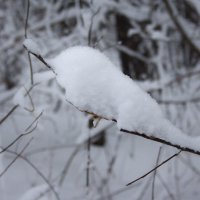 Колибри "Снежка" или кротик устал в норке :: Лира Цафф
