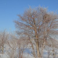 Гнездо сорок...Зимний день. :: Георгиевич 