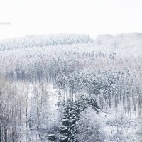 Посмотрите-ка, как в белый снег весь лес одет :: Nadezhda Laschinski