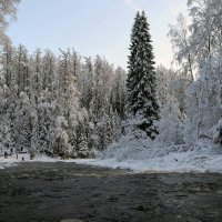 Природный заказник «Линдуловская роща» :: skijumper Иванов