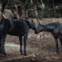 Все мы немного лошади или лошади немного, как мы.. :: Лилия .