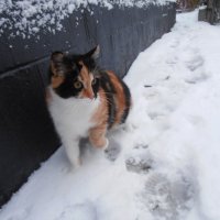 Бася первый раз увидела снег :: Наталья 