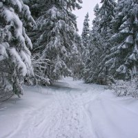 Прогулки по зимнему лесу :: Галина Ильясова