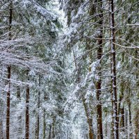 woods :: Zinovi Seniak