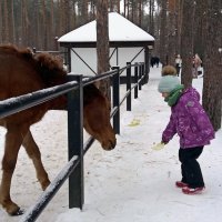Лошадушка , угощайся ! :: Galina Solovova