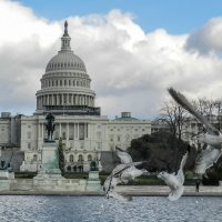 Чайки у здания Капитолия. Вашингтон, дек. 2011 г. :: Юрий Поляков