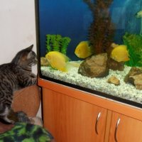 Марыся любит наблюдать за рыбками :: Наталья 
