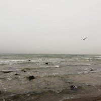 Балтийское море и чайка :: Юлия 
