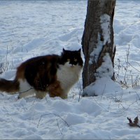 По колено в снегу :: Татьяна Смоляниченко