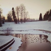 Зимний закат в павловском парке... :: Tatiana Markova
