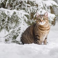 зимний кот :: Максим Вышарь