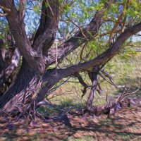 Сказочные деревья на Чёрном озере Караколь. :: Штрек Надежда 