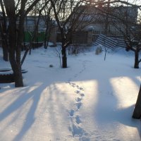 Следы на снегу :: Наталья 