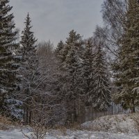 Зимний лес :: Сергей Цветков