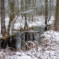 лесной ручей зимой :: Александр Прокудин