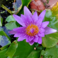 красивый фиолетовый цветок :: миша горбачев