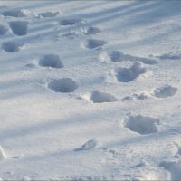 Кто измерил снег? :: Татьяна Смоляниченко