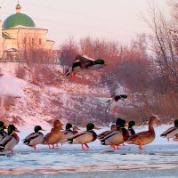 про уточек и незамерзающую воду  4 :: Александр Прокудин