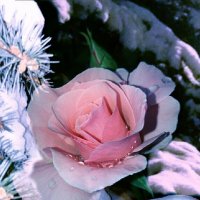 Зима, снег, мороз и роза... :: Татьяна 