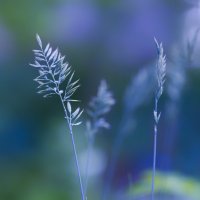 grass :: Zinovi Seniak