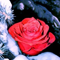 Зимою снежной и морозной всё также нежно пахнут розы... :: Татьяна 