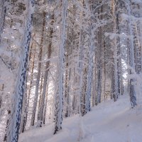 Заметает зима заметает... :: Наталья Димова