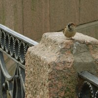 Петербургский воробей... :: Юрий Куликов