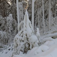 Пухтолова гора :: skijumper Иванов