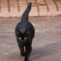 Говорят, не повезёт, если черный кот дорогу перейдёт... :: Tatiana Markova