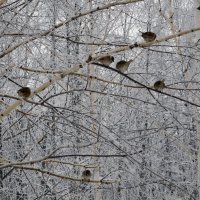 Птички зимой на ветках :: Оливер Куин