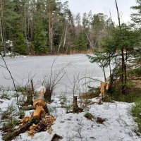 Природа Швеции в Январе, работа бобров :: wea *